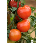 Plant de tomate 'Harmony' F1 bio : pot de 0,5 litre